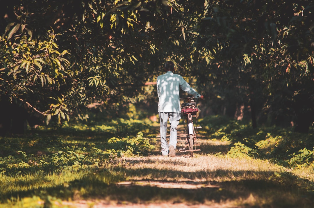 Photo Mango tree